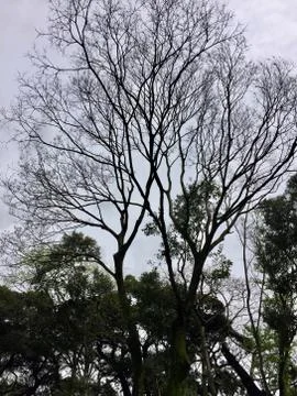 Bare Tree Branches Stock Photos