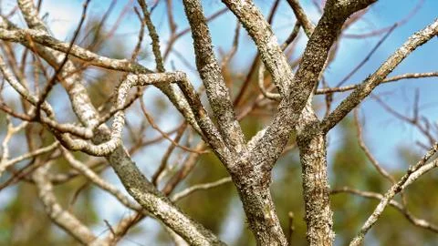 Bare Tree Branches Stock Photos