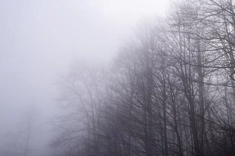 Bare tree branches Stock Photos