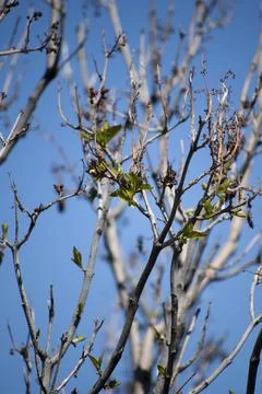 Bare Tree Branches Stock Photos