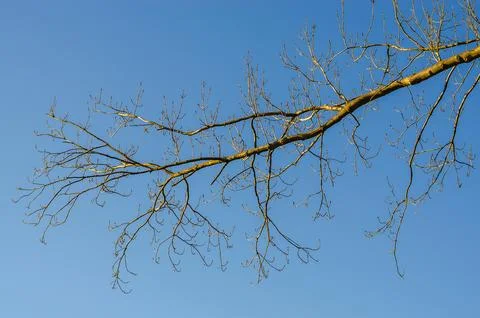 Bare tree branches reach out against a clear, bright blue sky in late autum.. Stock Photos