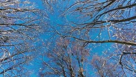 Bare tree branches reach towards a clear blue sky.  Video stock 321842331
