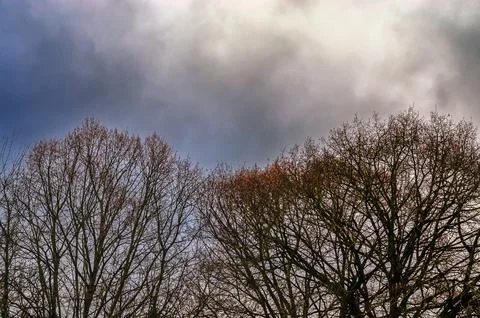 Bare tree branches reach towards a dramatic, cloudy sky in late autumn or e.. Foto stock