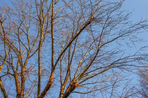 Bare tree branches reach towards a clear blue sky on a crisp winter day Stock Photos