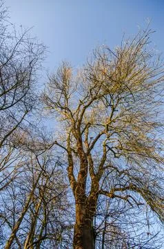 Bare tree branches reach towards the clear blue sky in late autumn or winter Stock Photos