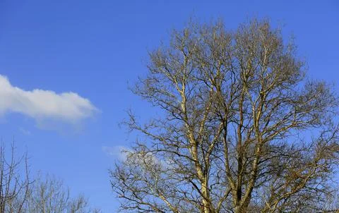Bare tree branches reach towards a bright blue sky with a single white cloud Stock Photos