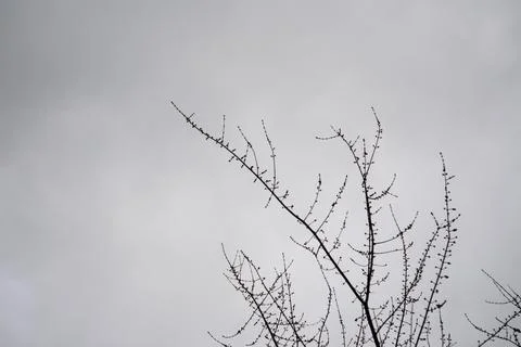 Bare tree branches reaching across a pale overcast sky in close-up perspectiv 스톡 사진