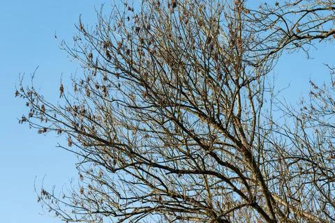 Bare tree branches reaching up against clear blue sky Stock Photos