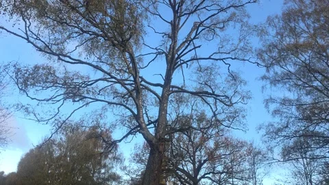 Bare Tree Branches Reaching Up Into Bright Blue Sky And Clouds Stock Footage 348170618