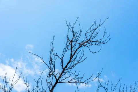Bare tree branches reaching into bright blue sky with wispy clouds, symbolizing Foto stock