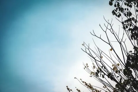 Bare Tree Branches Reaching Into a Clear Blue Sky Stock Photos