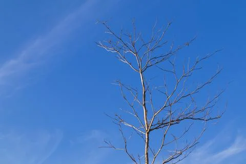 Bare tree branches reaching toward the clear blue sky with soft cirrus clou.. Photos