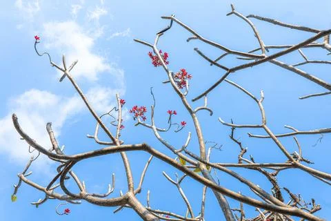 Bare tree branches reaching toward a bright blue sky with sparse clouds and.. Stock Photos