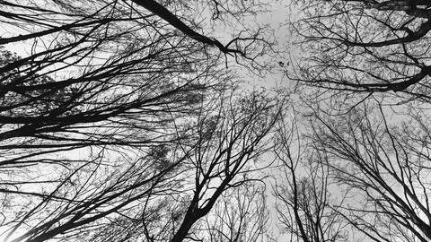 Bare tree branches reaching towards the sky in black and white Stock Photos