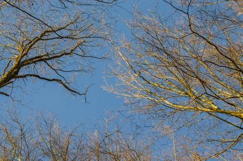 Bare tree branches reaching towards a clear blue sky in late autumn or winter Stock Photos