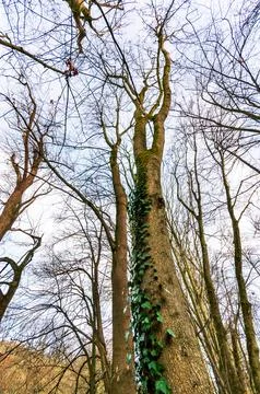 Bare tree branches reaching towards the sky with green ivy climbing one trunk Stock Photos