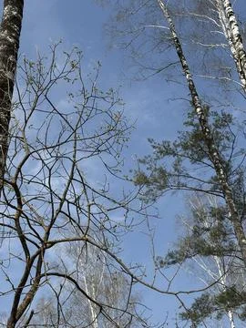 Bare tree branches reaching towards bright blue clear sky, minimalist sprin.. Stock Photos