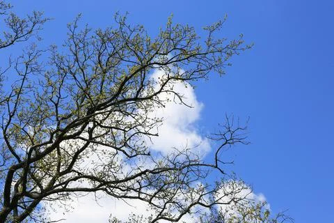 Bare tree branches reaching towards a bright blue sky with fluffy white cloud Stock Photos