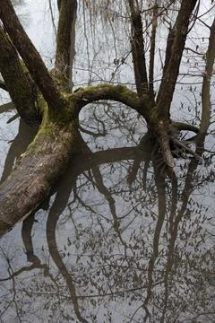 Bare tree with branches. Reflection of the plant on water surface. Melancholi Stock Photos
