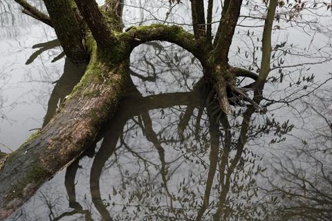 Bare tree with branches. Reflection of the plant on water surface. Melancholi Stock Photos