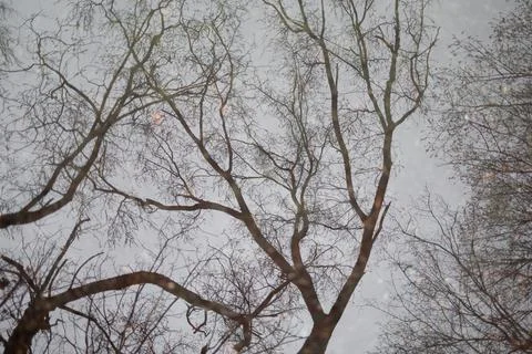 Bare tree with branches as reflection on water surface. Soft image with blurr Stock Photos