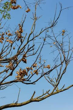 Bare tree branches with seed pods against clear blue sky. Foto stock