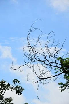Bare Tree Branches Silhouette Against Blue Sky and Soft White Clouds Stock Photos
