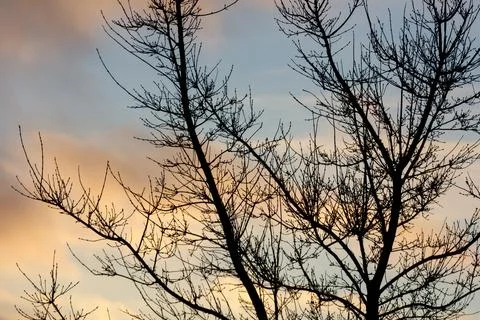 Bare tree branches silhouette against a soft twilight sky Stock Photos