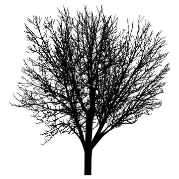 Bare tree with branches silhouette. Beautiful leafless tree.  Vector illust.. Stockillustratie