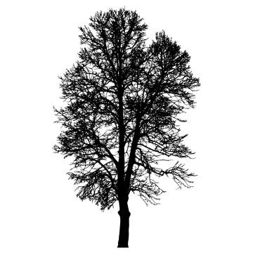 tree vector black