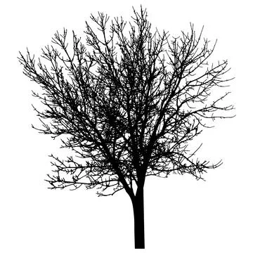 Bare tree with branches silhouette. Beautiful leafless tree.  Vector illust.. Stockillustratie