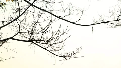 Bare Tree Branches Silhouetted Against Bright Sky in Minimal Composition Stock Footage 328340797