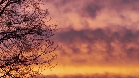 Bare tree branches silhouetted against a dramatic orange and pink sunset sky Stock Footage 336214592