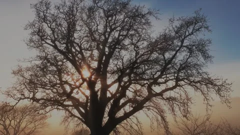 Bare tree branches silhouetted against the sun in a foggy landscape, New Zealand Stock Footage 339537817