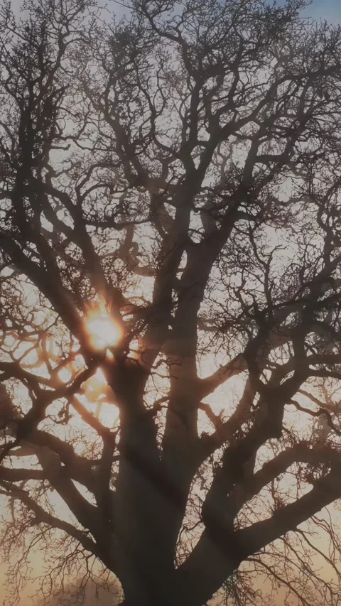 Bare tree branches silhouetted against the sun in a foggy landscape, New Zealand Stock Footage 339538985