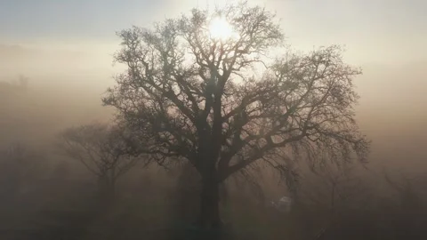 Bare tree branches silhouetted against the sun in a foggy landscape, New Zealand Stock Footage 339540766