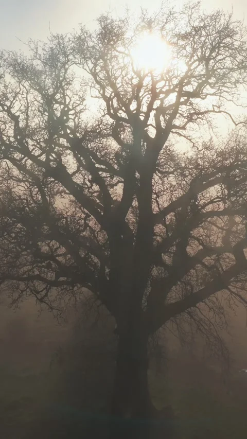 Bare tree branches silhouetted against the sun in a foggy landscape, New Zealand Stock Footage 339550473