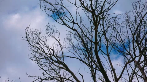 Bare tree branches silhouetted against a cloudy sky Stock Footage 340006124