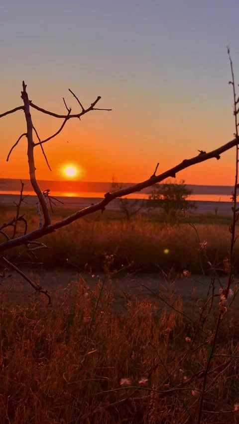 Bare Tree Branches Silhouetted Against Red Sunset Sun Stockbeeldmateriaal 345154715