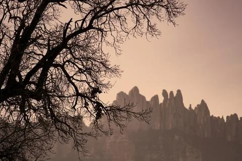 Bare tree branches silhouetted against montserrat mountains sunset Foto stock