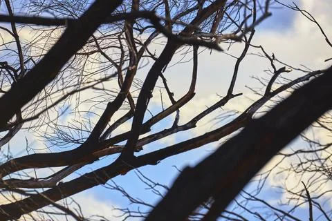Bare Tree Branches Silhouetted Against Soft Sky Wetlands Park Nature 写真素材