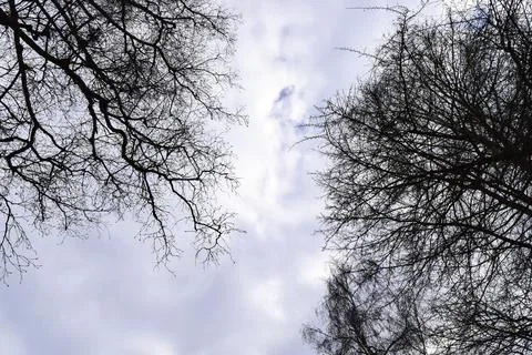 Bare tree branches silhouetted against winter sky Stock Photos