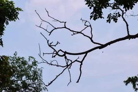 Bare tree branches silhouetted against a pale sky Stock Photos