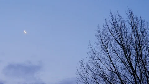 Bare tree branches silhouetted. Dark blue sky with moon background Stock Footage 97446543
