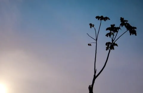 Bare Tree Branches Silhouetted at Sunset, Copyspace Stock Photos