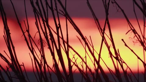 Bare tree branches silhouetting dramatic sunset sky, orange and purple hues Stock Footage 306700382