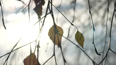 Bare tree branches with single yellow leaves in late autumn season. Stock Footage 260422623