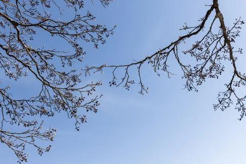 Bare tree branches with small buds reach into a clear blue sky Stock Photos