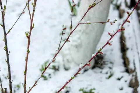 Bare tree branches with small green buds in snow Stock Photos