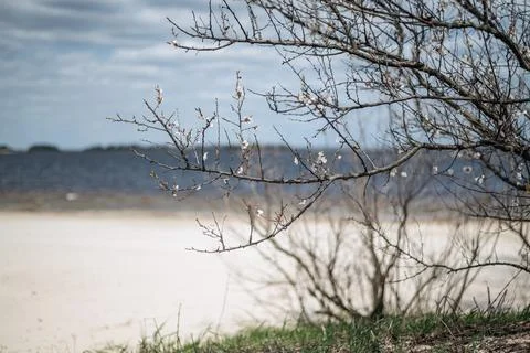 Bare tree branches with small white blossoms near calm water and sky flowers. Stock Photos